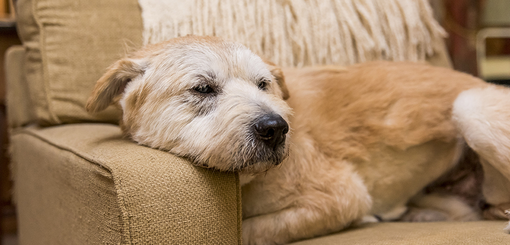 dog on chair